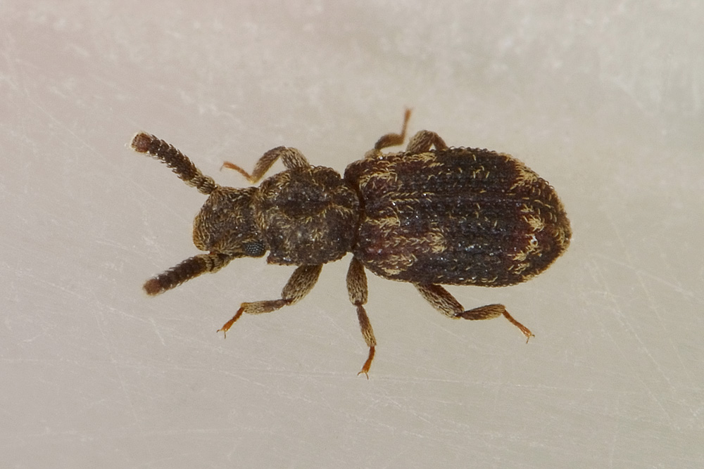 Corticus celtis (Zopheridae)